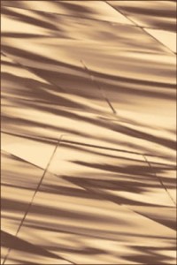 DYWAN KARMEL ARABICA BRĄZ Różne rozmiary 