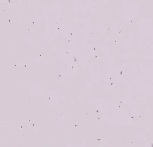 WYKŁADZINA FORBO SPHERA ENERGETIC 50234 LILAC szer.-2m  