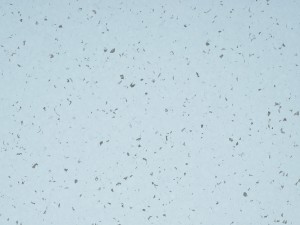 WYKŁADZINA GERFLOR MIPOLAM PLANET 5406 MOQUI szer. 2m     